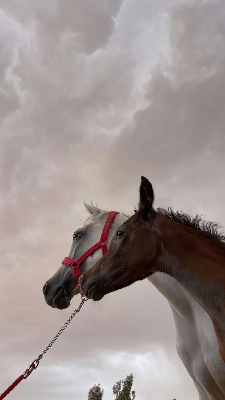 فرح